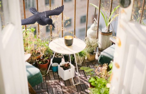 KRUK W LOCIE - ODSTRASZACZ GOŁĘBI I INNYCH PTAKÓW