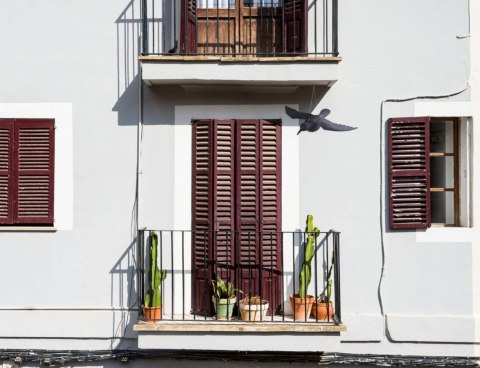 KRUK W LOCIE - ODSTRASZACZ GOŁĘBI I INNYCH PTAKÓW