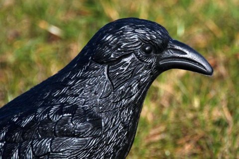 KRUK ODSTRASZACZ GOŁĘBI I INNYCH PTAKÓW - ŚREDNI