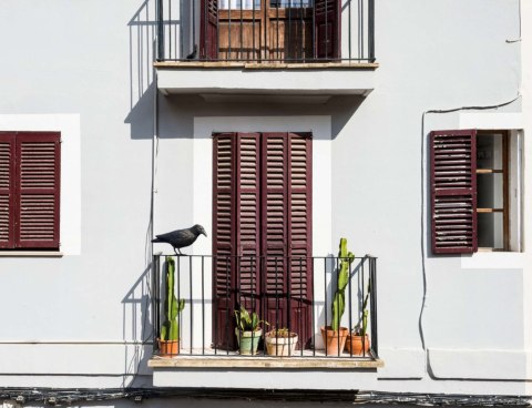 KRUK ODSTRASZACZ GOŁĘBI I INNYCH PTAKÓW - ŚREDNI